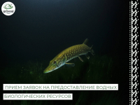 Департамент промышленности Ханты-Мансийского автономного округа – Югры осуществляет прием заявок на предоставление водных биологических ресурсов в пользование