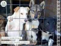 На территории городского поселения Березово в период с 5 по 8 апреля будет проводиться отлов животных без владельцев (собак)