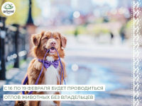 На территории Березово и Игрима в период с 16 по 19 февраля будет проводиться отлов животных без владельцев (собак)