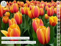 Памятка потребителям при выборе цветов к 8 Марта