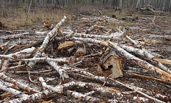 По материалам проверки прокуратуры Березовского района возбуждено уголовное дело по факту незаконной рубки деревьев.