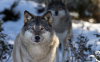 27 декабря в ходе проведения превентивных мероприятий, направленных на недопущения нападения дикого животного (волка) на население пгт. Березово, дикое животное изъято из среды обитания