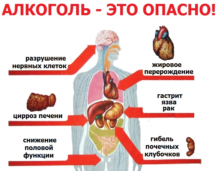 Запиши кратко что может нанести вред органу на рисунке 1